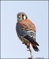 _1SB0040 kestrel